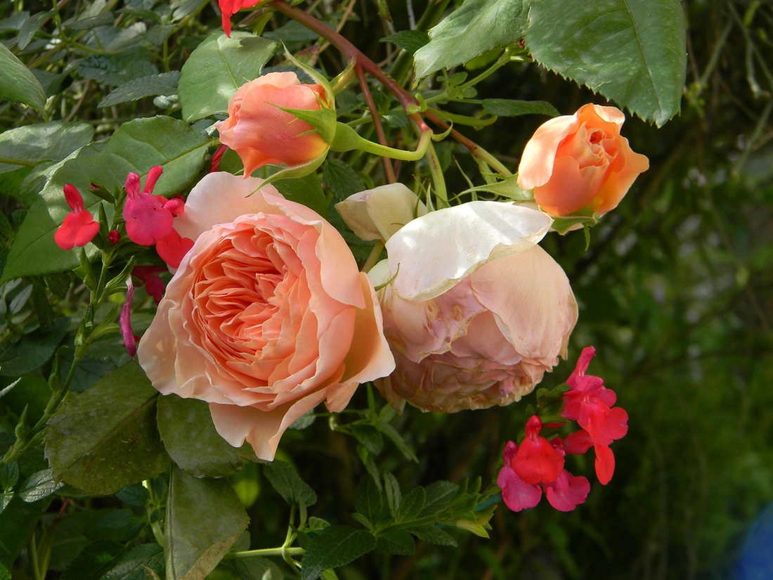 WILLIAM MORRIS English Rose - bred by David Austin Shrub Rose