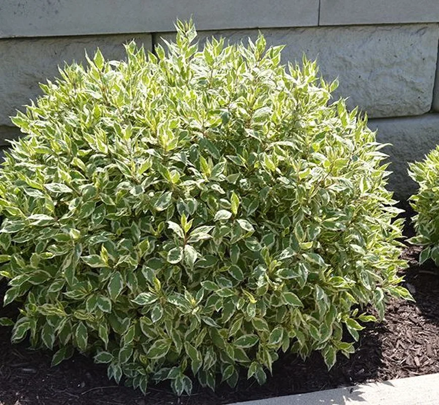 Дерен белый 'Elegantissima', Cornus alba 'Elegantissima'