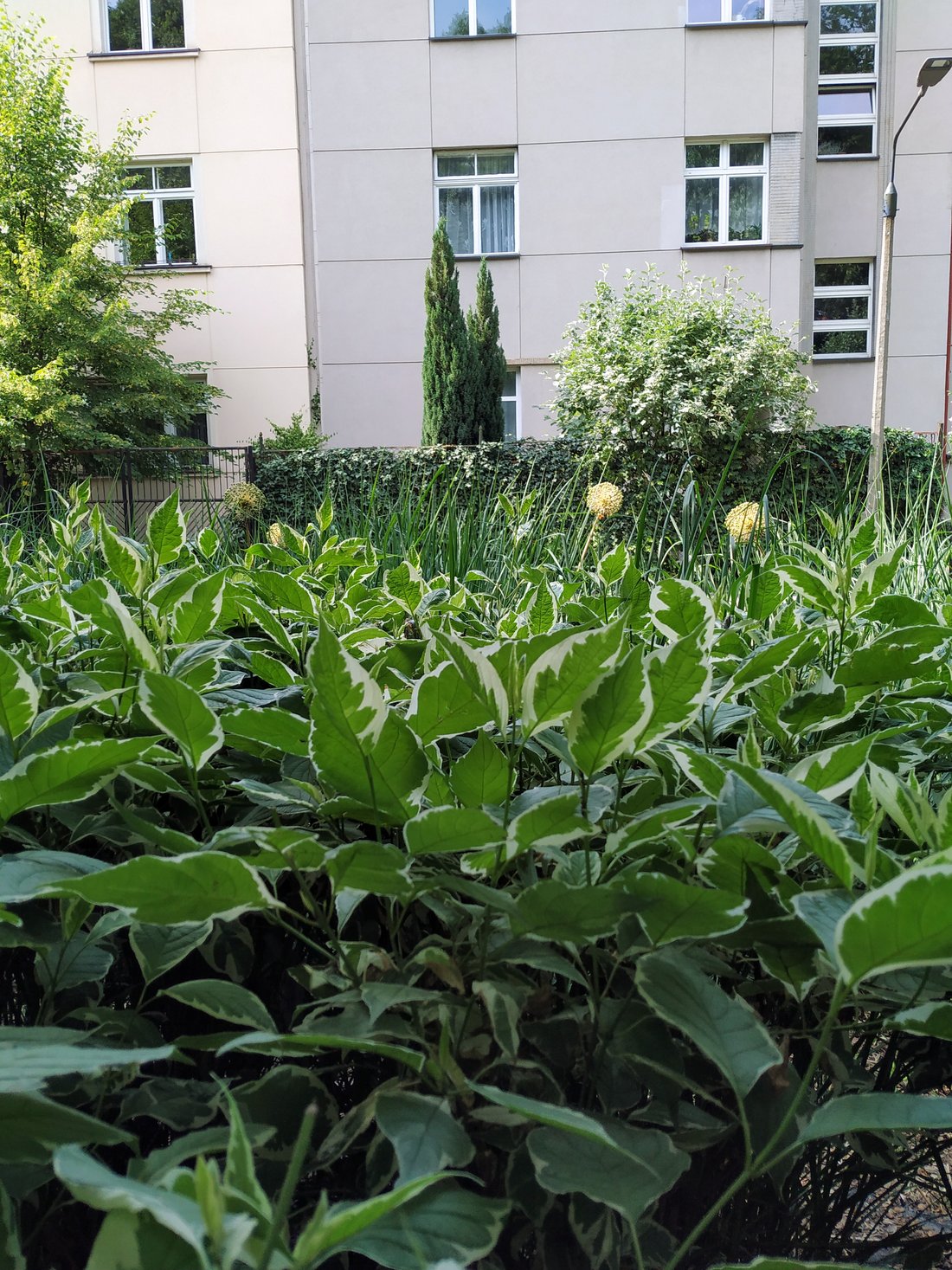 Бересклет.
