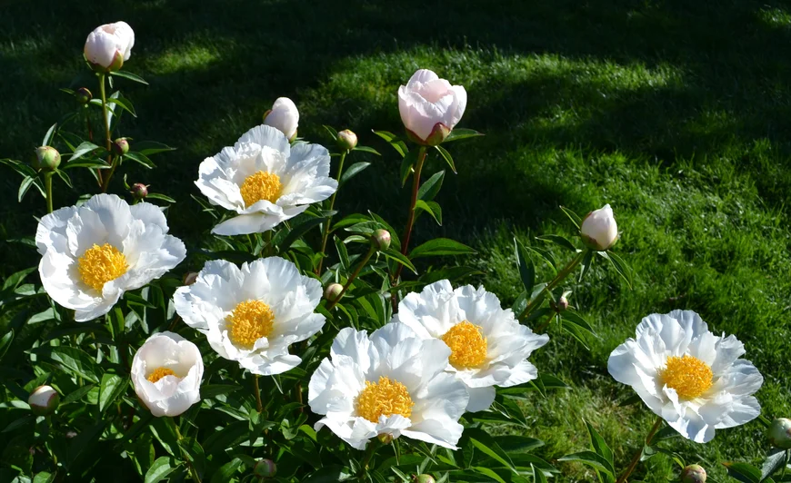 Krinkled White peony