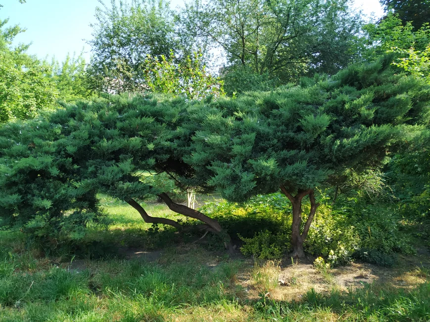 Можжевельник в парке Кракова