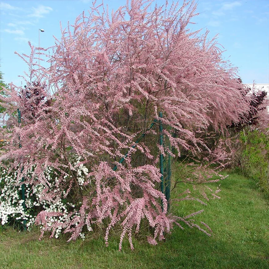 Тамарикс мелкоцветковый, Tamarix parviflora