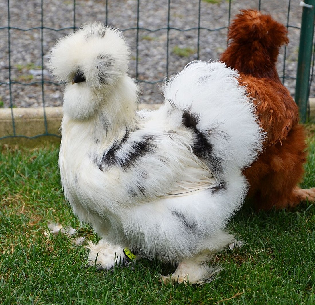 Китайські шовкові кури(Silkie)