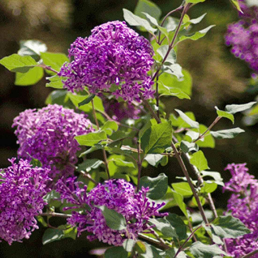 Сирень Блумеранг ‘Dark Purple’ (на штамбе), Syringa bloomerang ‘Dark Purple’