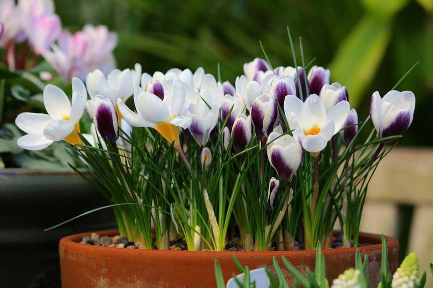Шафран (Crocus)