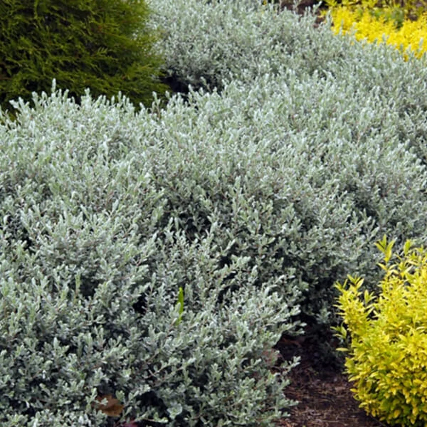 Ива ползучая ‘Nitida’, Salix repens ‘Nitida’