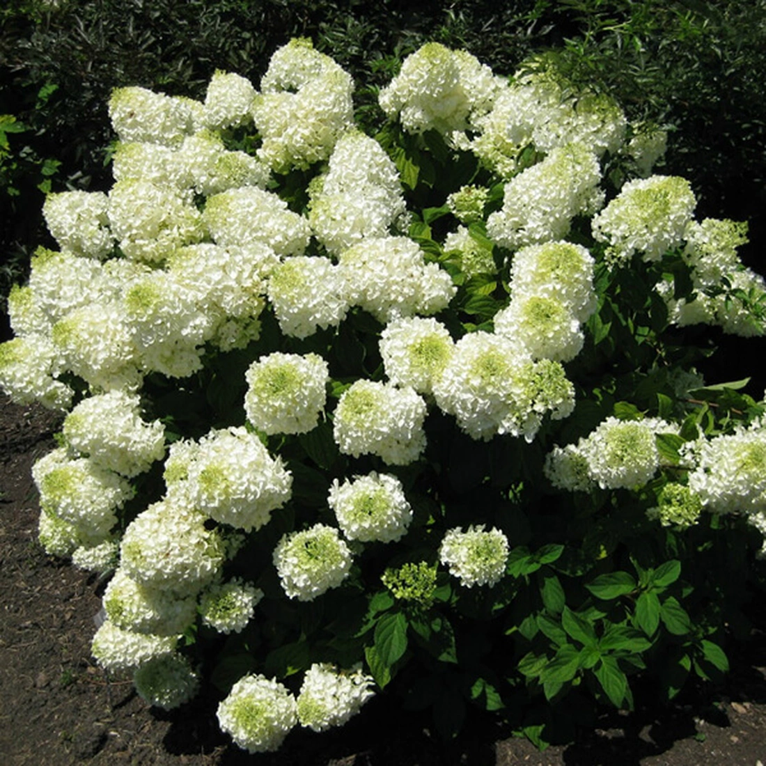 Гортензия метельчатая ‘Phantom’, Hydrangea paniculata ‘Phantom’