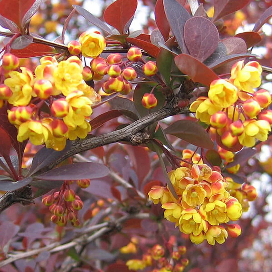 Барбарис оттавский ‘Auricoma’, Berberis ottawensis ‘Auricoma’
