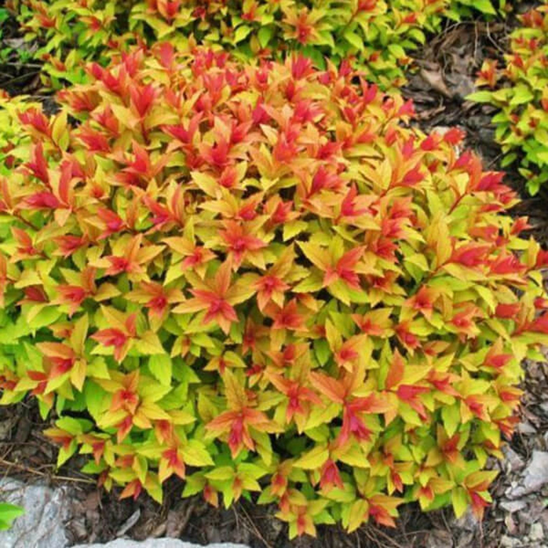 Спирея японская ‘Magic Carpet’, Spiraea japonica ‘Magic Carpet’