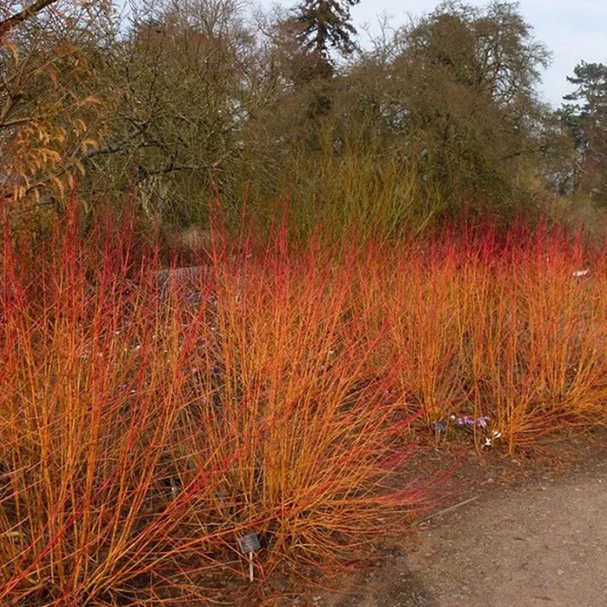Дерен белый кроваво-красный ‘Midwinter Fire’, Cornus sanguinea ‘Midwinter Fire’