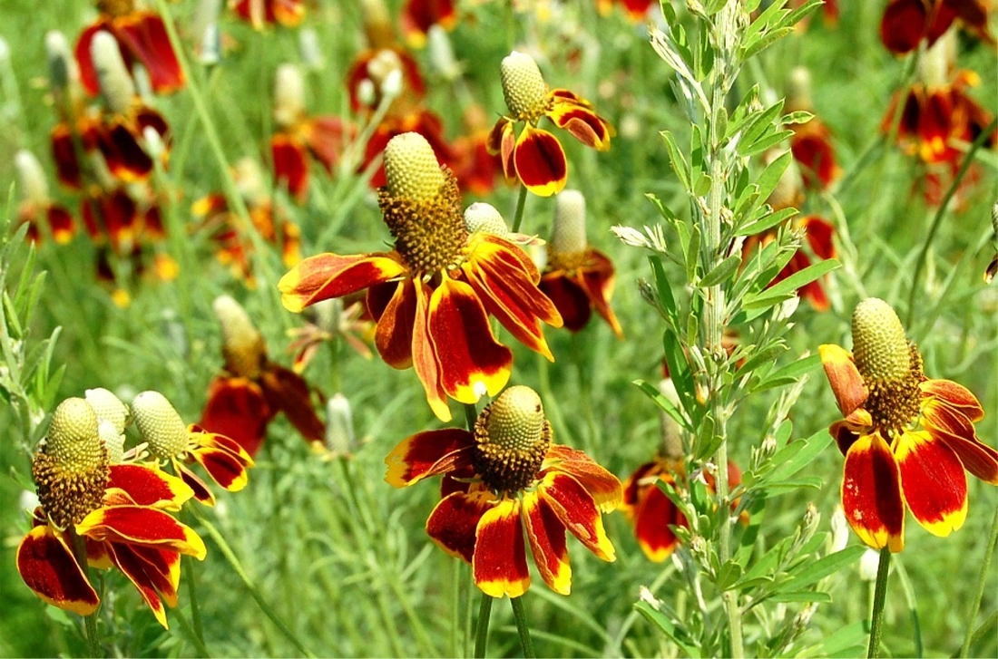 Мексиканская шляпа (Ratibida columnifera)