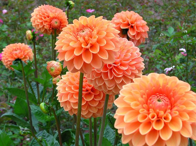 Карликовая георгина Orange Nugget