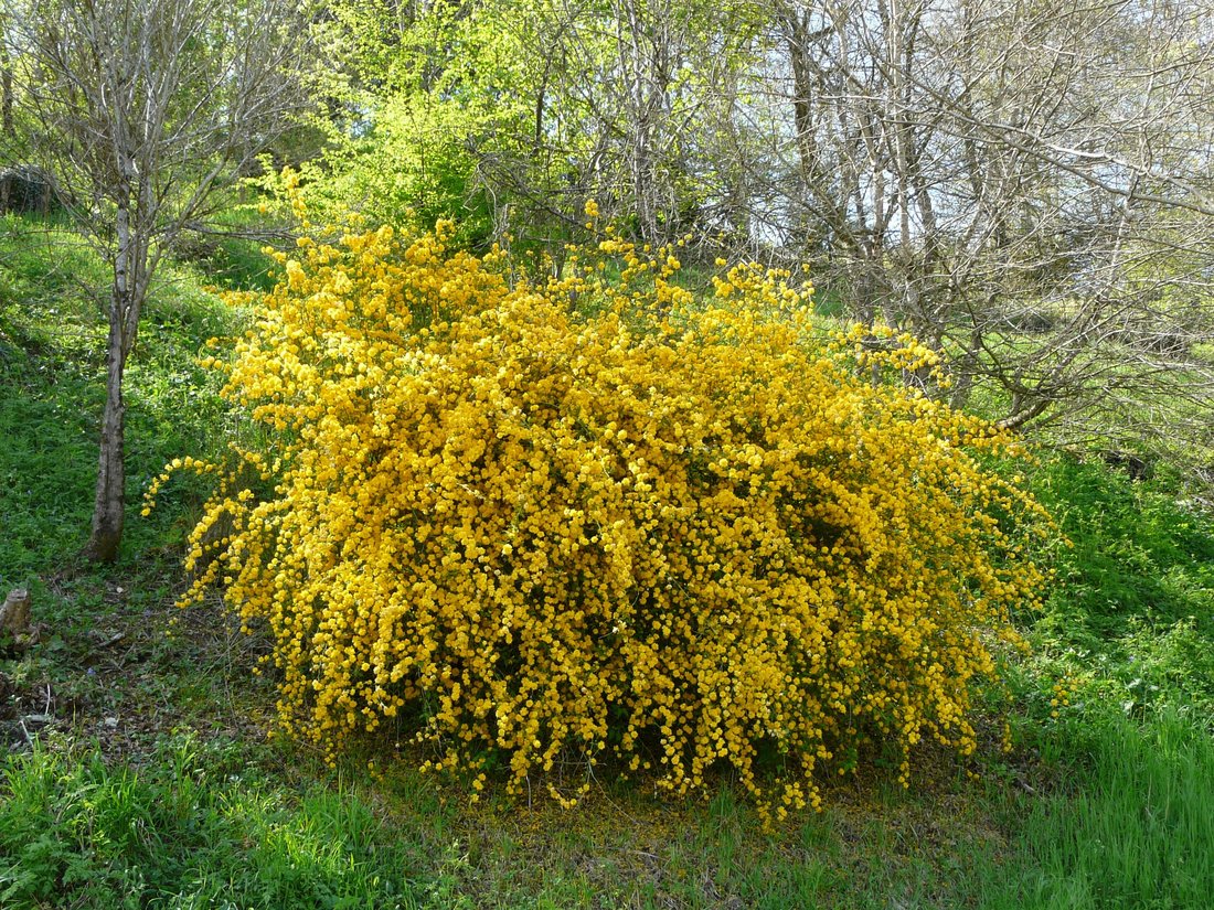  "Рleniflora" с густомахровыми цветками на 2-х метровых ветвях.