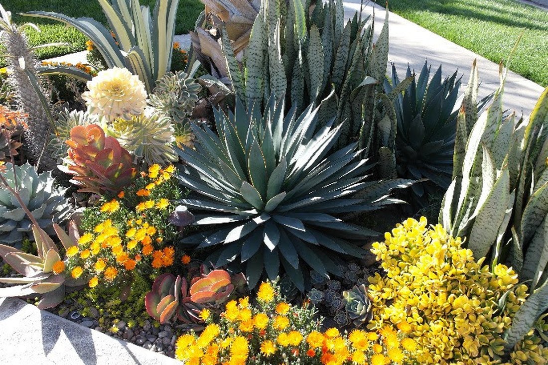 Agave Blue Glow