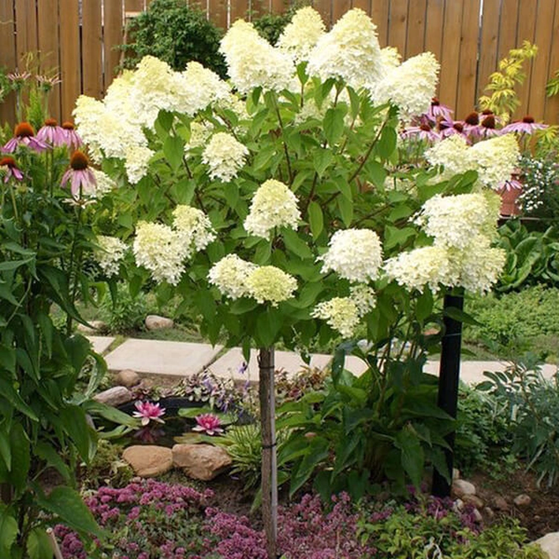 Гортензия метельчатая ‘Limelight’ (на штамбе), Hydrangea paniculata ‘Limelight’