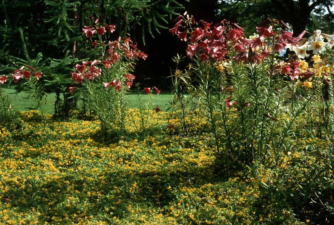 Lilium : Golden Sunburst, Pink Perfection