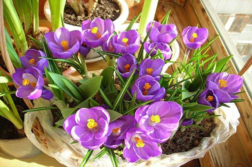 Шафран (Crocus) .