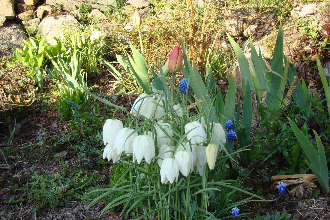 Как бы Вы не называли фритиллярию мелеагрис (Fritillaria meleagris) - это просто очаровательное цветок. 