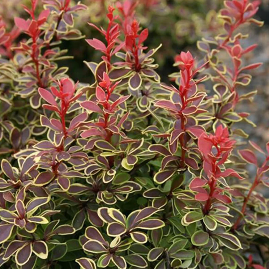 Барбарис Тунберга ‘Сoronita’, Berberis thunbergii Барбарис Тунберга ‘Сoronita’